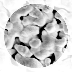  Silver Membrane Filters closeup